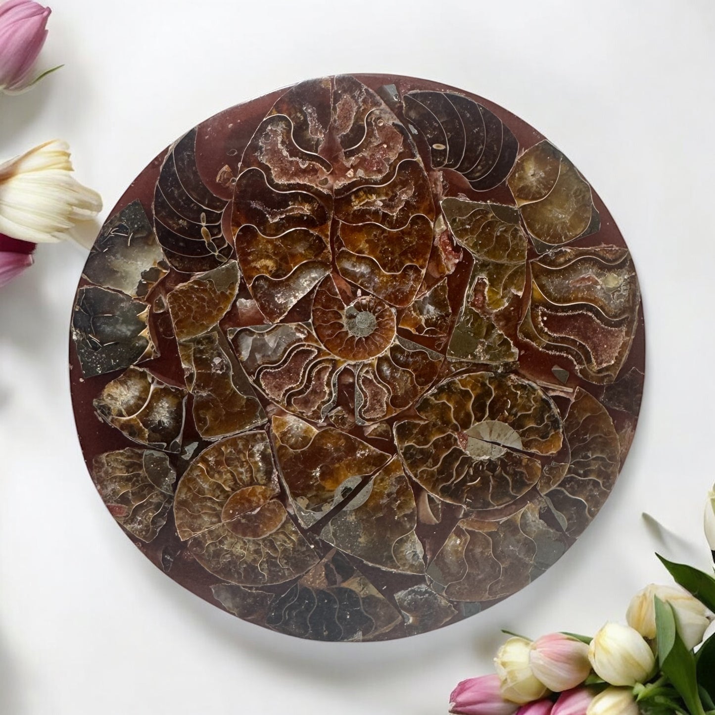 Polished Ammonite Fossil Plate