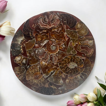 Polished Ammonite Fossil Plate