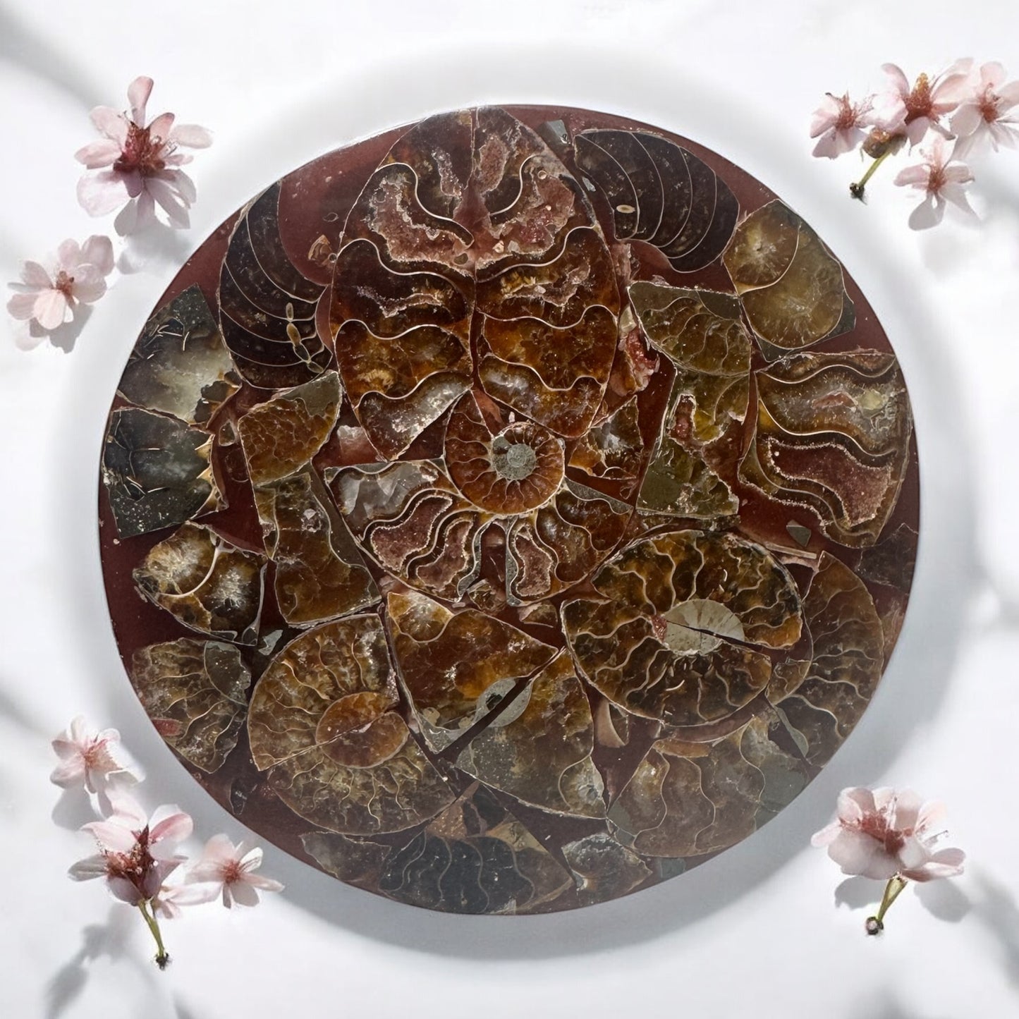 Polished Ammonite Fossil Plate
