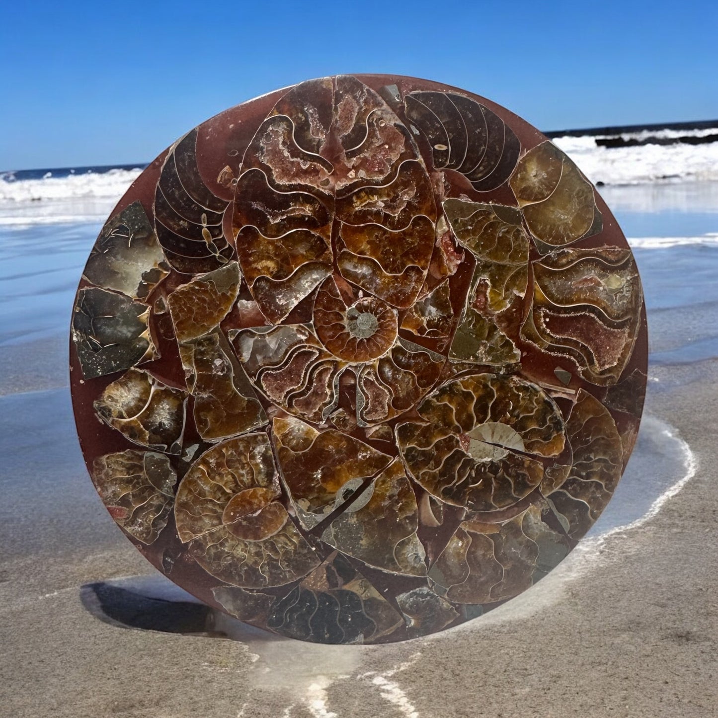 Polished Ammonite Fossil Plate