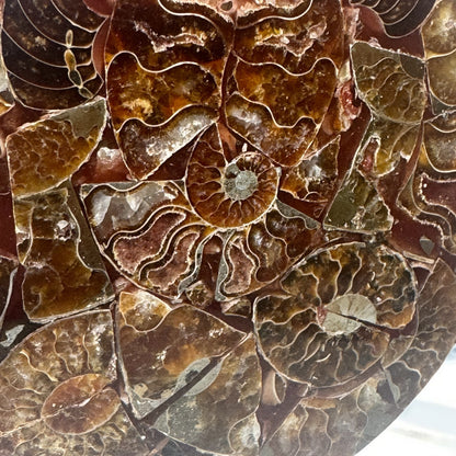 Polished Ammonite Fossil Plate