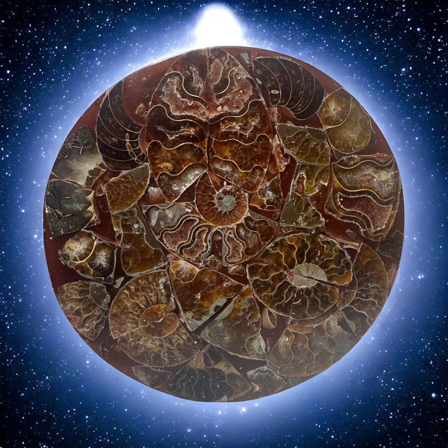 Polished Ammonite Fossil Plate