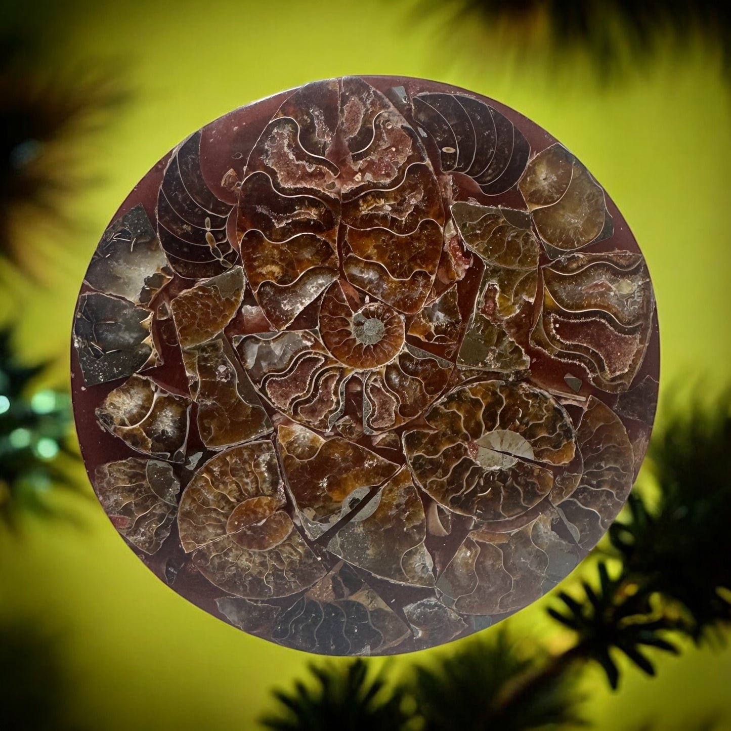 Polished Ammonite Fossil Plate