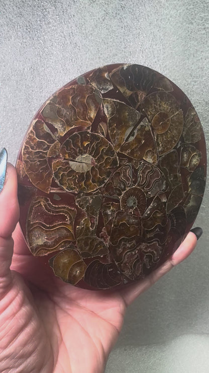 Polished Ammonite Fossil Plate